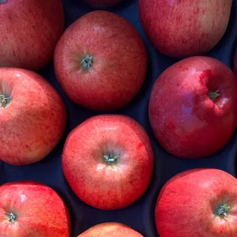 English Gala apples, crisp and sweet, at Parade Fruiterers in West Ealing
